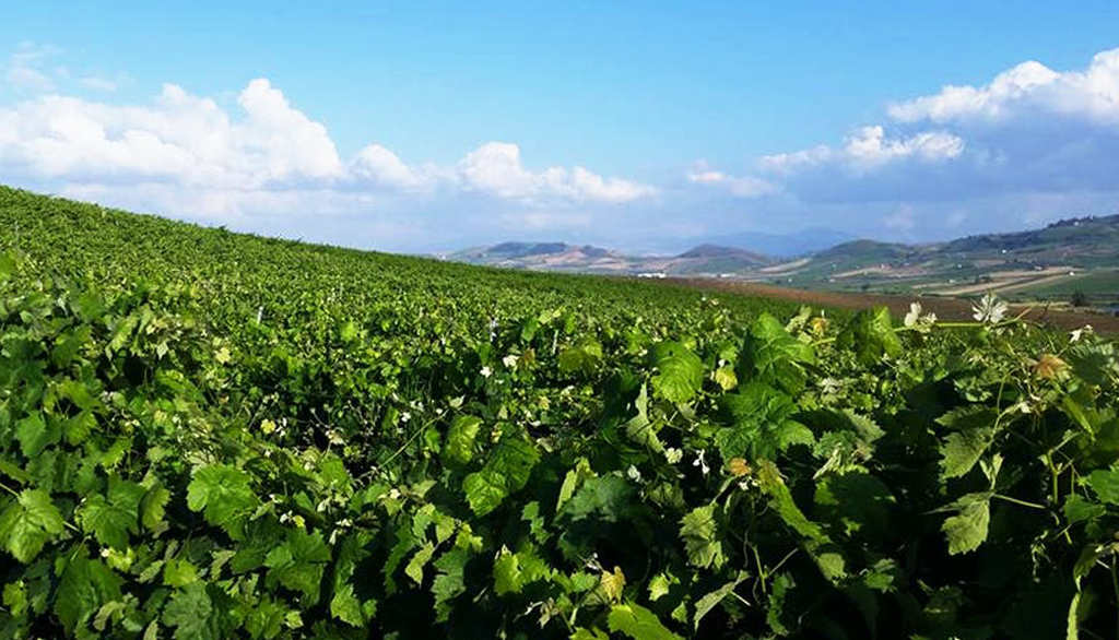 Feudo Disisa, vini della Conca d’Oro siciliana da attività enologica secolare