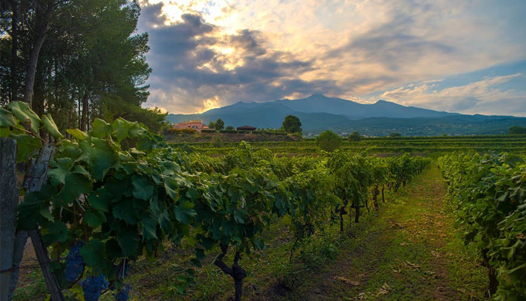 Murgo, la ricercatezza dei vini dell’Etna da una secolare tradizione di famiglia