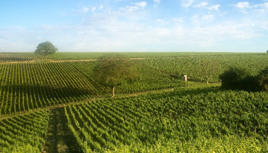 Saget La Perrière, i grandi vini di un ambasciatore della Valle della Loira a conduzione familiare