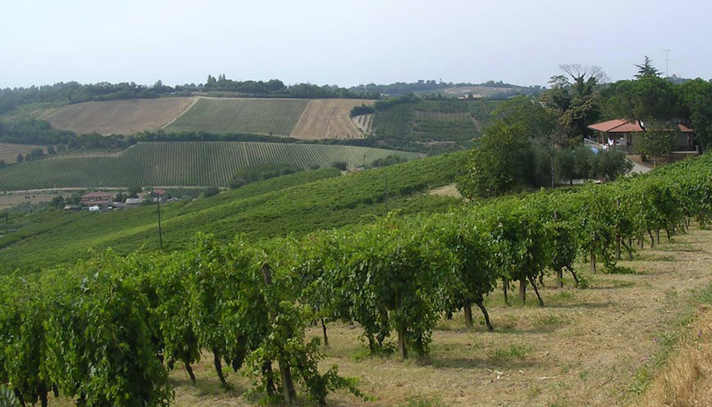 Dall’azienda agricola familiare Zavalloni di Cesena, vini tipici di Romagna da generazioni