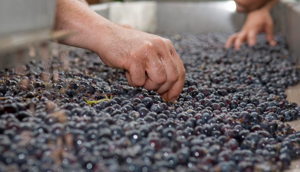 Dalla secolare Fattoria Ambra, i vini di Carmignano dai più rinomati cru del territorio