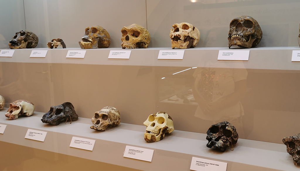 Museo dell’Uomo di Altamura, tutta l’evoluzione sulla Terra tra le stanze di Palazzo Baldassarre