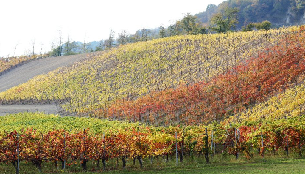 I vini dei Colli Piacentini di Camorali, da una Riserva geologica naturale studiata da Leonardo