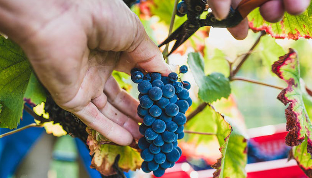L’Autin, vini biologici piemontesi tradizionali e sostenibili dalla vocata provincia di Cuneo