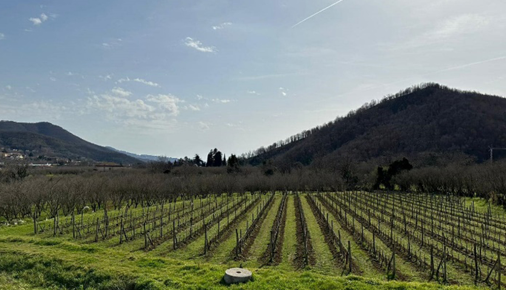 Guerritore, dalla Valle del fiume Irno nel salernitano vini Campania IGT che raccontano una terra