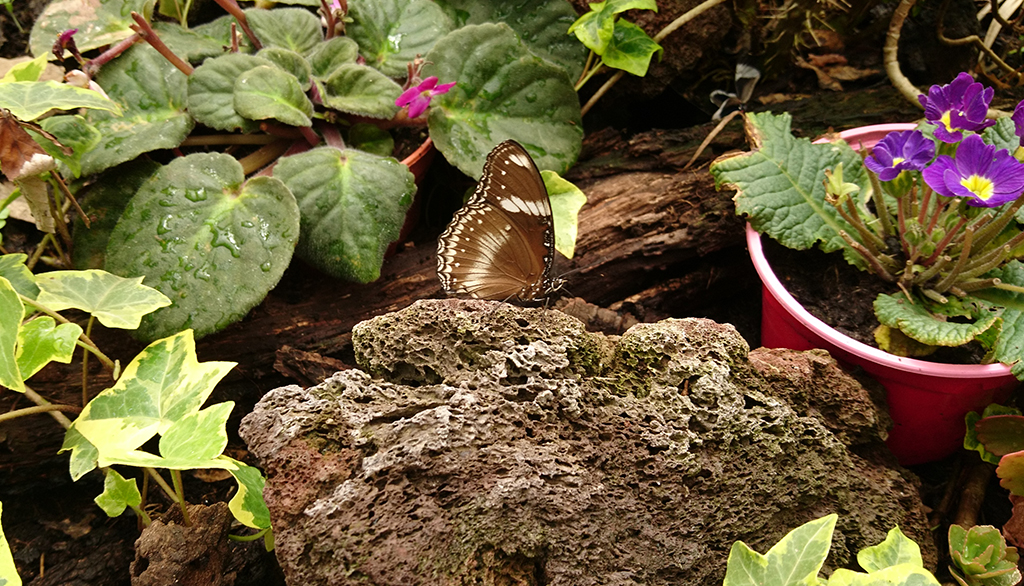 Visita alla Casa delle Farfalle al parco Monteserra a Viagrande (CT), esperienza poetica