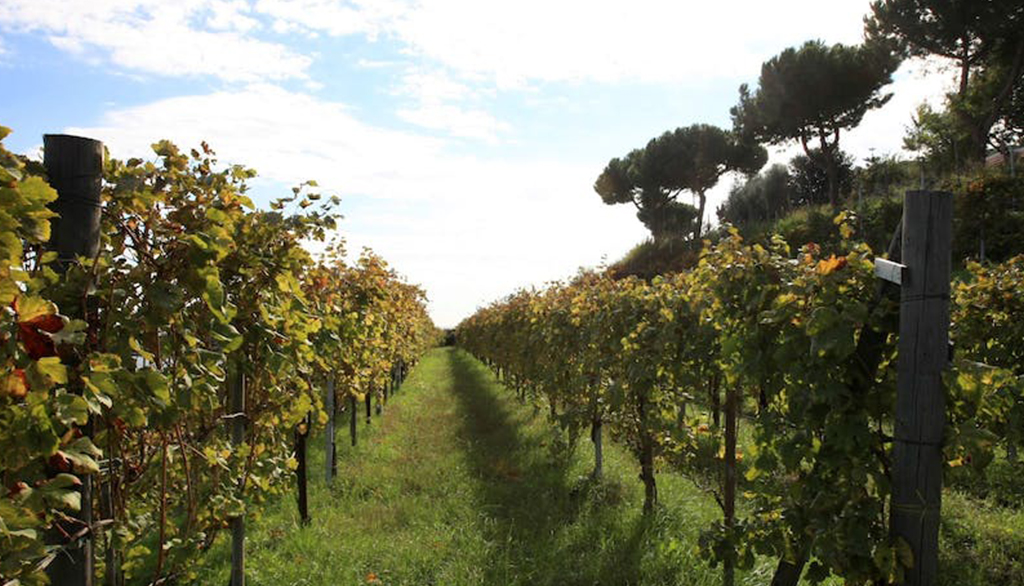 I vini campani La Sibilla, cinque generazioni di viticoltura eroica nei Campi Flegrei