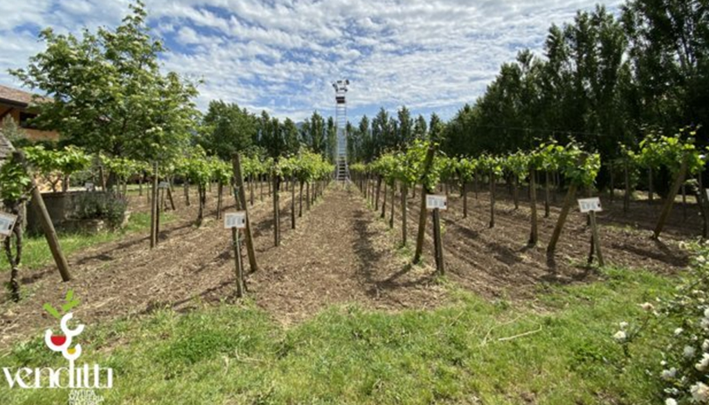La tradizione familiare di Antica Masseria Venditti, dal 1595 produttori di vino nel Sannio