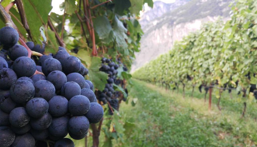 Fedrizzi Cipriano, cinque generazioni di vini trentini all’insegna del Teroldego