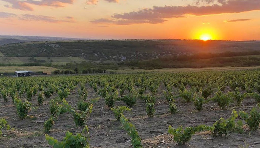 I’M Winery, il sogno (realizzato) di grandi vini moldavi ha innesti italiani