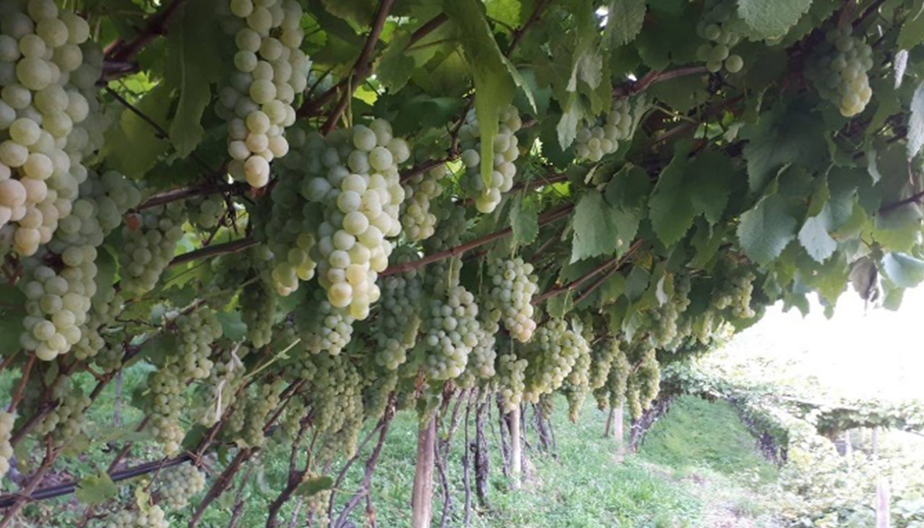 Alfio Nicolodi, oltre un secolo di vini trentini dalla Val di Cembra con recupero di vitigni storici