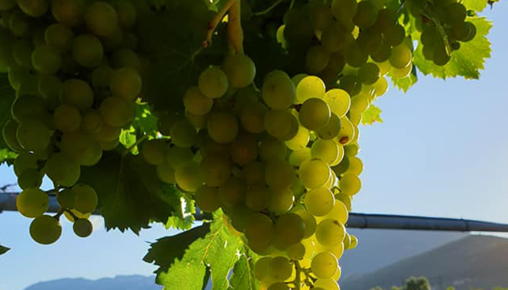Simoncelli, vini trentini della Vallagarina da due secoli di vitivinicoltura familiare