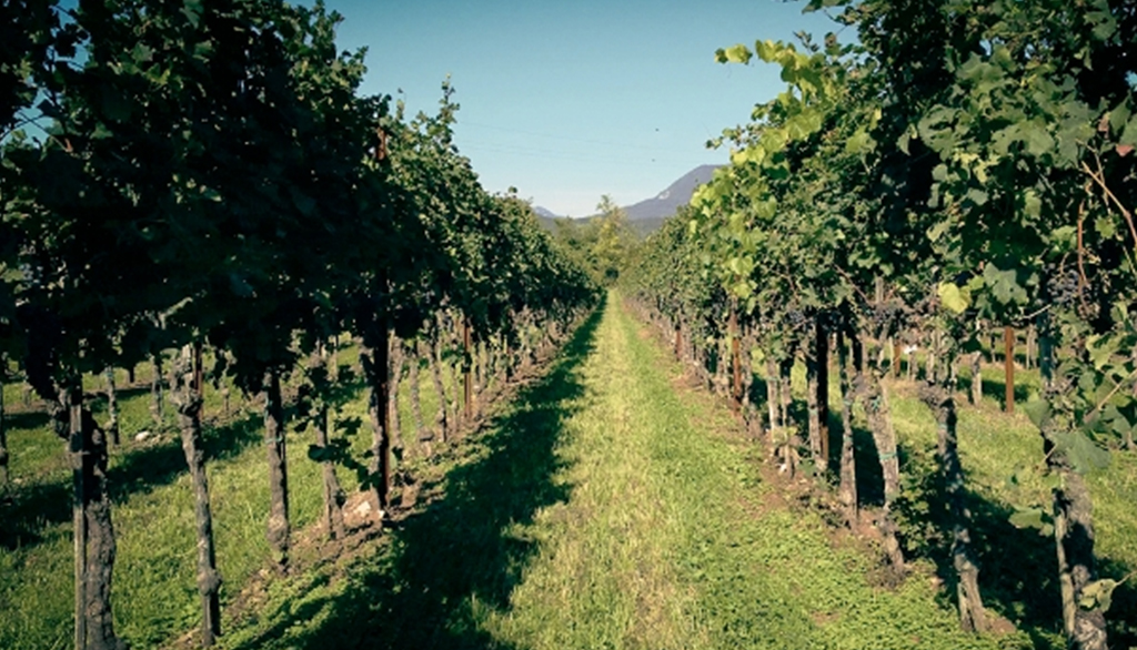 I vini autoctoni di Terre di Plovia, progetto di Albino Armani per le viticolture dell’Alto Friuli
