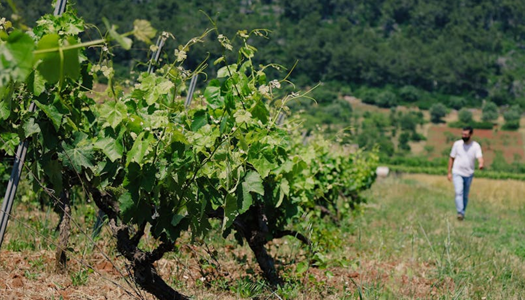 Pierfabio Mastronardi, vini pugliesi che valorizzano uve tipiche della Valle d’Itria