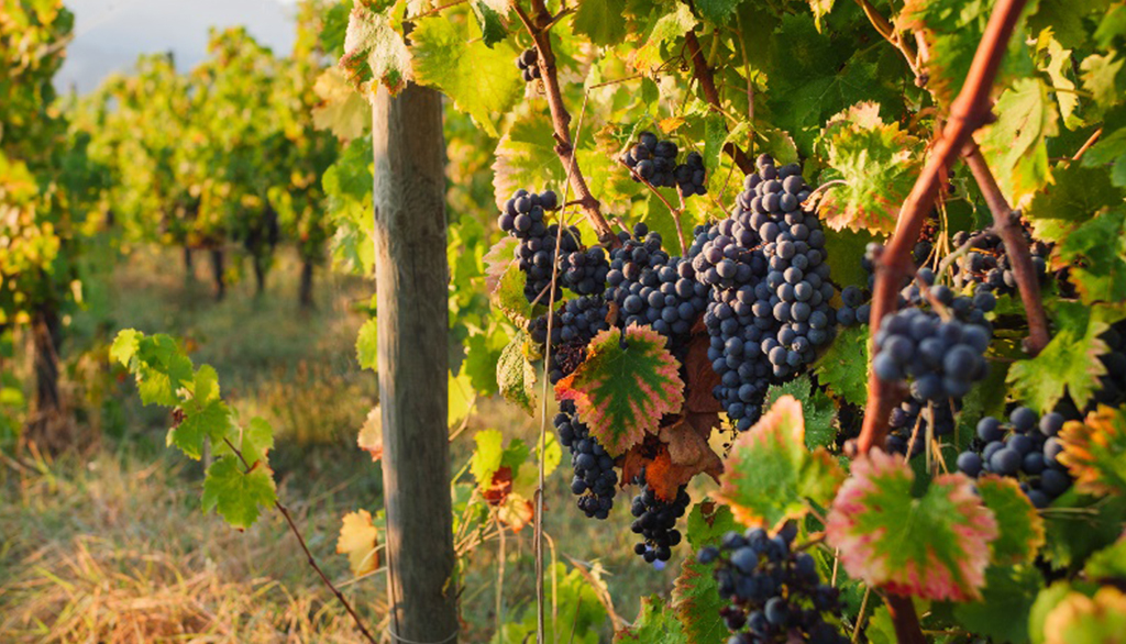 Adanti, Sagrantino e vini tipici dell’Umbria da cantina storica dell’area di Montefalco