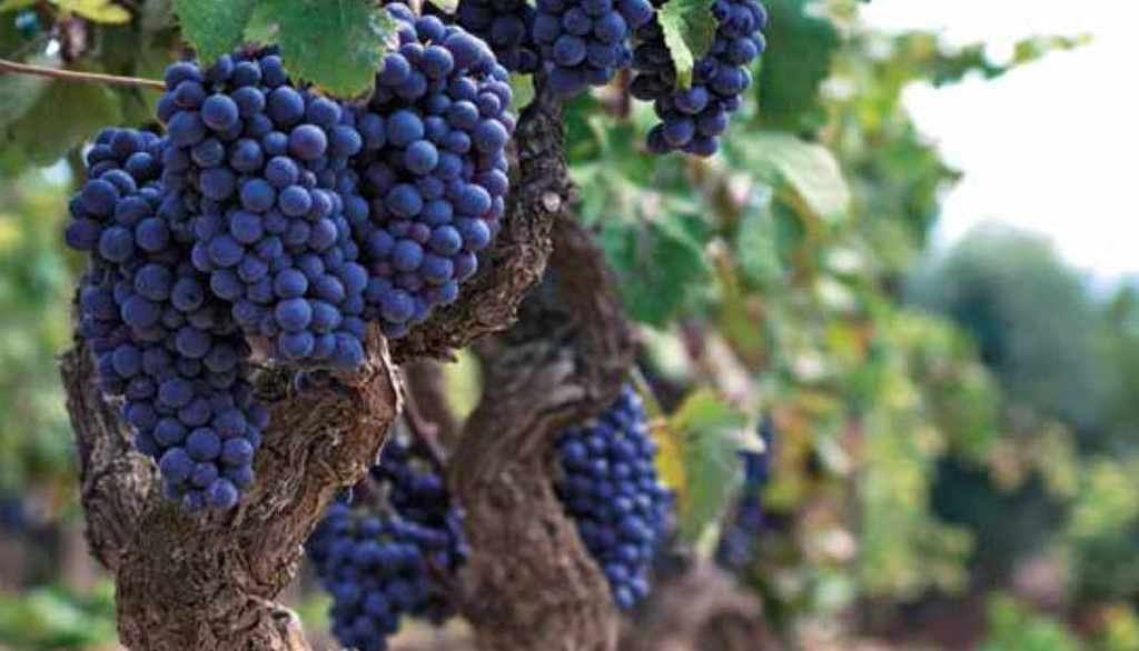 I vini da uve autoctone pugliesi di Feudi Salentini, la linea della famiglia Varvaglione