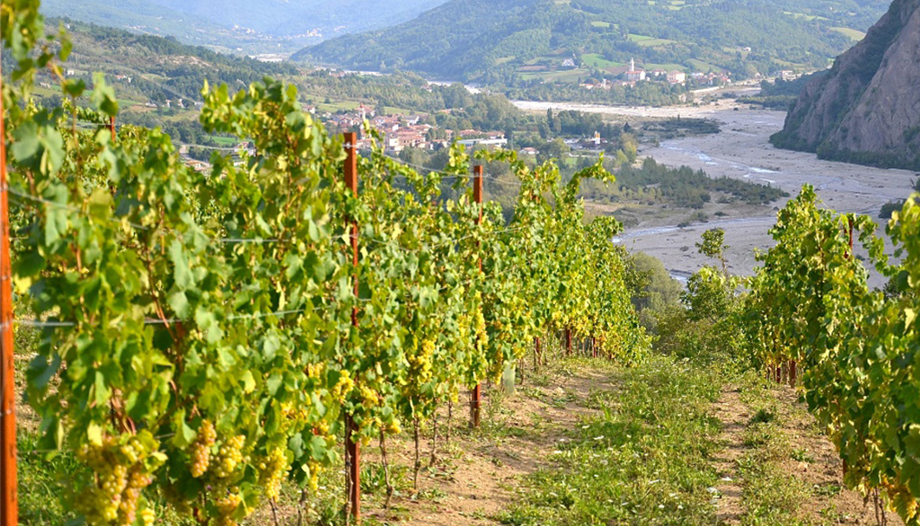 Le bollicine identitarie piemontesi del recuperato Timorasso di Ezio Poggio