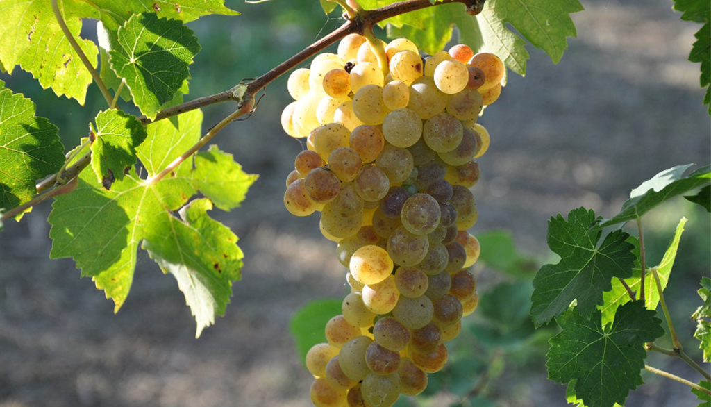 Le bollicine di Ca’ Lojera, spumanti metodo classico dal Garda bresciano