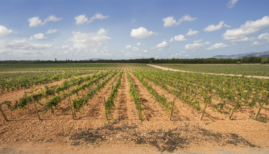 Prensal di Bodega Santa Catarina, vino bianco da uva autoctona dell’isola spagnola di Maiorca
