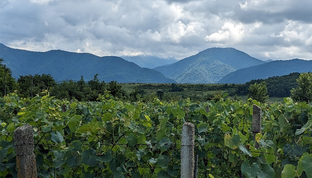 Tsolikauri di Ninos Marani, vino identitario da raro vitigno autoctono della Georgia