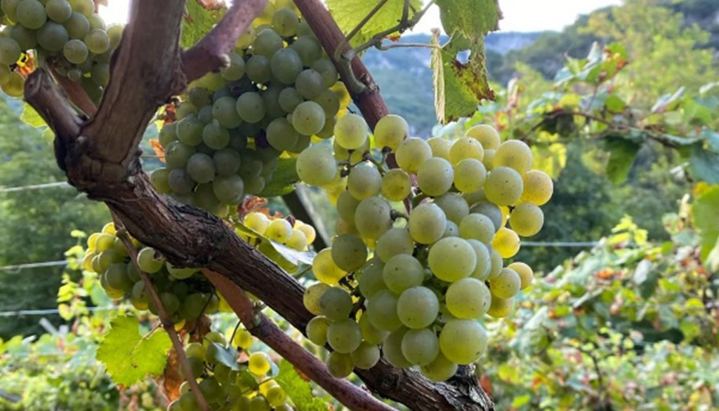 Vallarom, dal Trentino i vini biologici come stile di vita