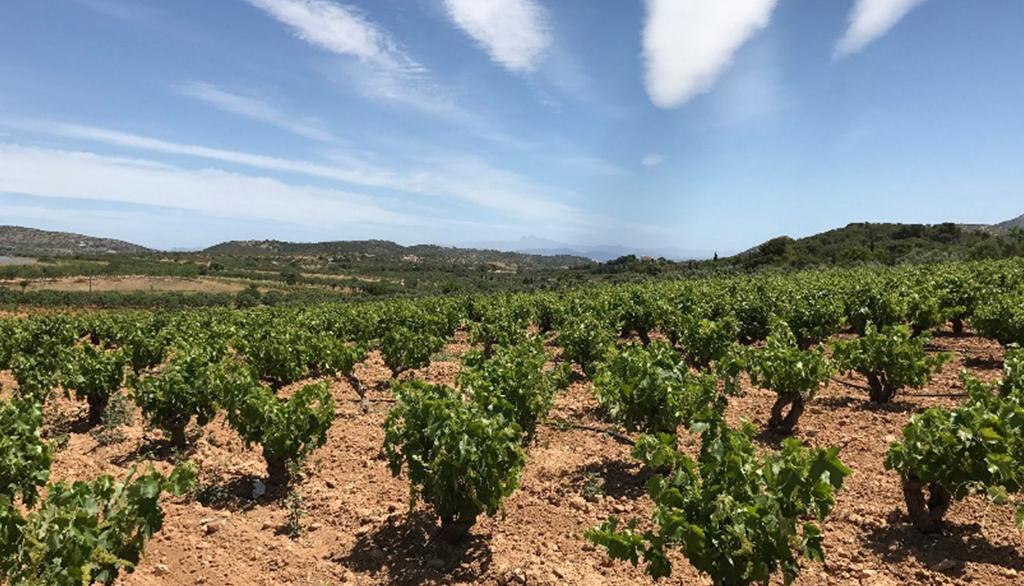Retsina Mesogaia di Papagiannakos da uva Savatiano, l’antichissimo vino greco con la resina