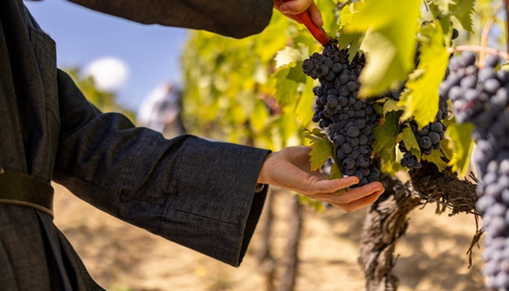 Abbazia di Monte Oliveto Maggiore in Toscana, vini monastici da antica tradizione secolare