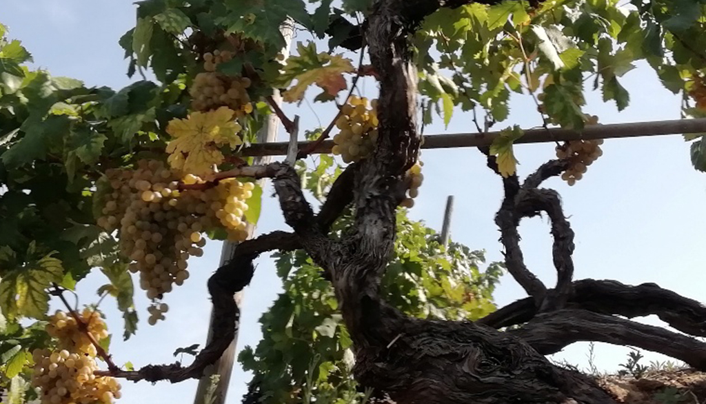I vini del Ponente Ligure di Tenuta Anfosso, da secolare dedizione al Rossese di Dolceacqua