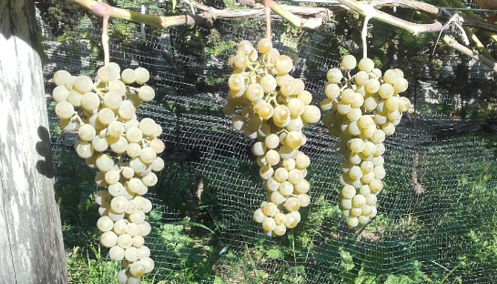 VenticinqueDieci, vini trentini della Val di Non tra innovazione PIWI e viti secolari