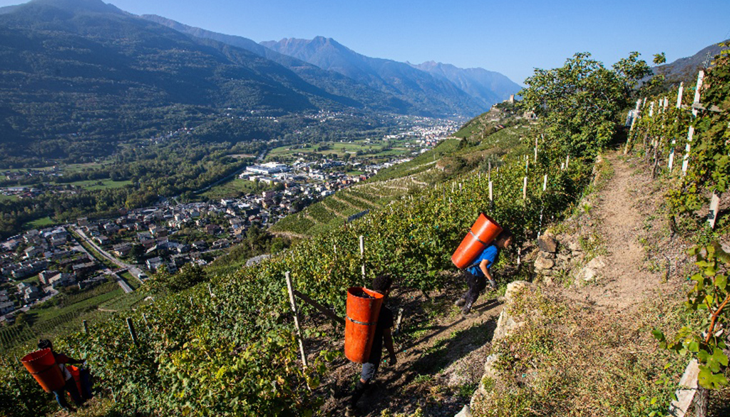 I vini da Chiavennasca di Fratelli Polatti in Valtellina, recupero storico dei fratelli Nera