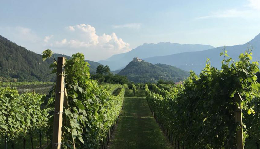 Blanc de Sers, progetto di Proposta Vini simbolo della rinata viticoltura storica di Sers! nel Perginese (TN)