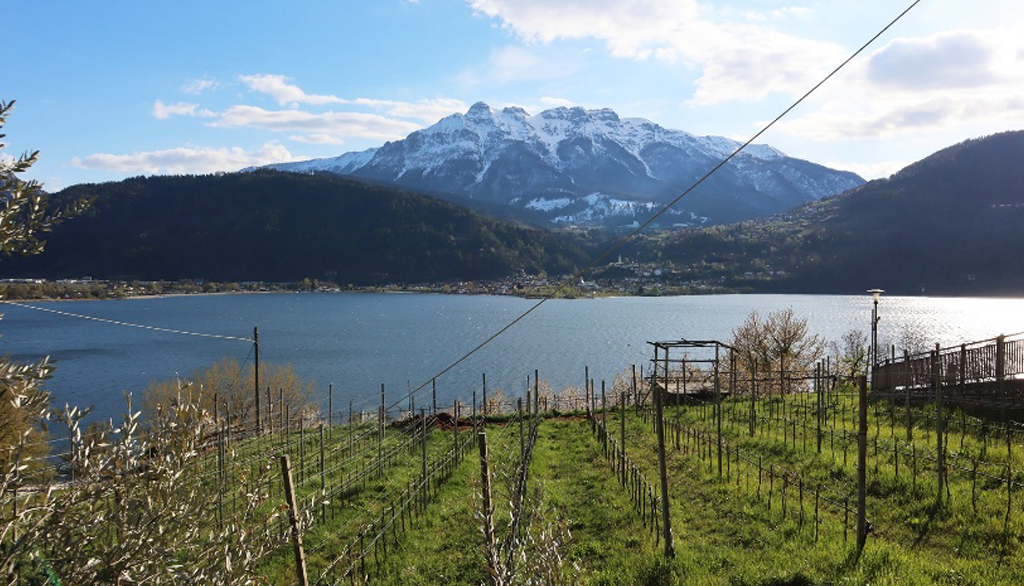 Cantina Michele Sartori, vini trentini per scoprire la tradizione vitivinicola del Colle di Tenna