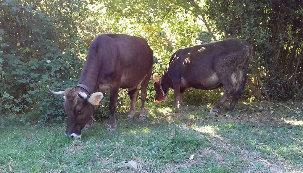 Cabannina, l’antica razza bovina ligure raccontata da chi la alleva