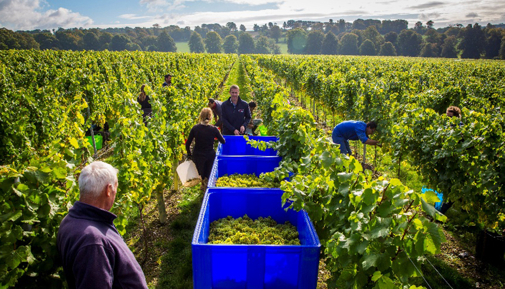 Simpsons Wine Estate, sorprendenti vini dal sud dell’Inghilterra tra bolle e bianco fermo