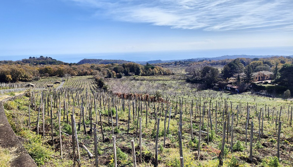 I vini di Monte Arso della cantina Villagrande a Milo, da antico cono vulcanico nel Parco dell’Etna