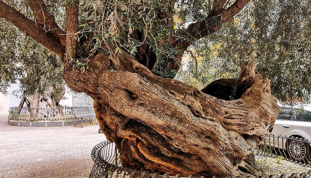 Gli alberi secolari di piazza degli Ulivi a Santa Maria di Licodia (CT)