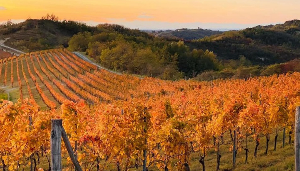Tacchino, vini “vivi” dell’Alto Monferrato piemontese dalla tradizione di una cantina familiare