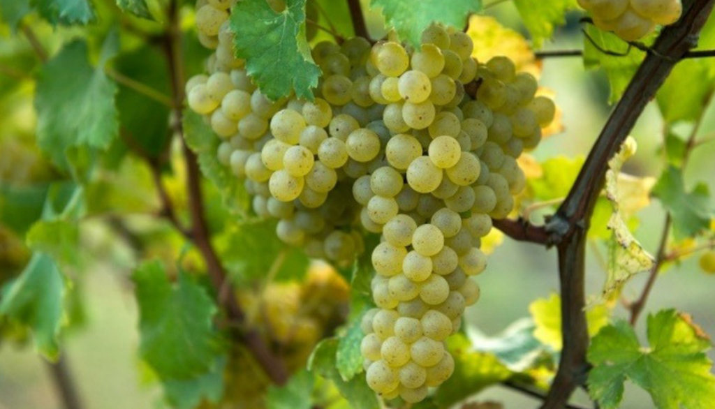 Tenuta Santi Giacomo e Filippo, vini marchigiani da un’oasi faunistica del Montefeltro (Pesaro e Urbino)