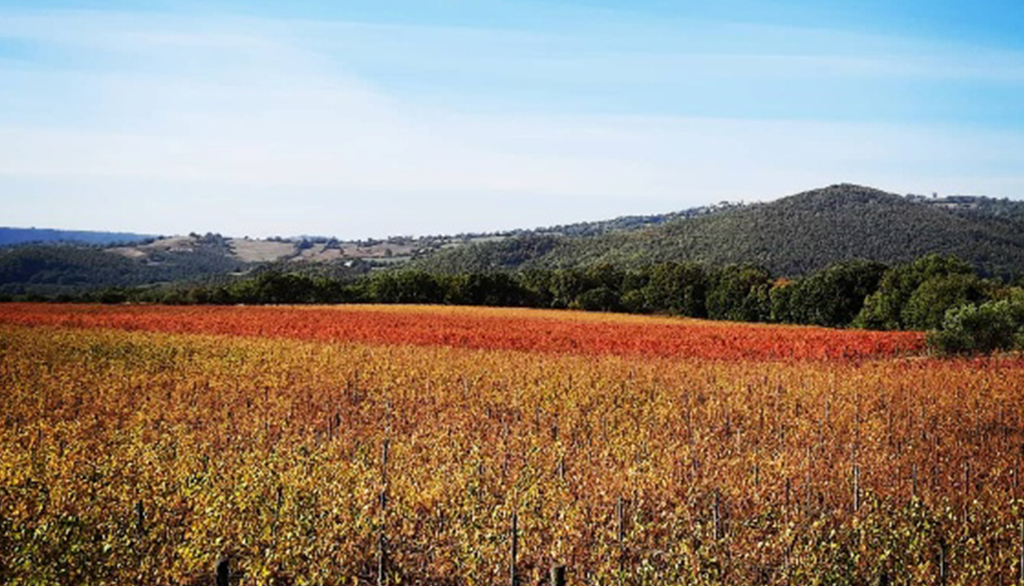 La Biagiola, vini artigianali da uve Vermentino coltivate su terra vulcanica dalla Maremma