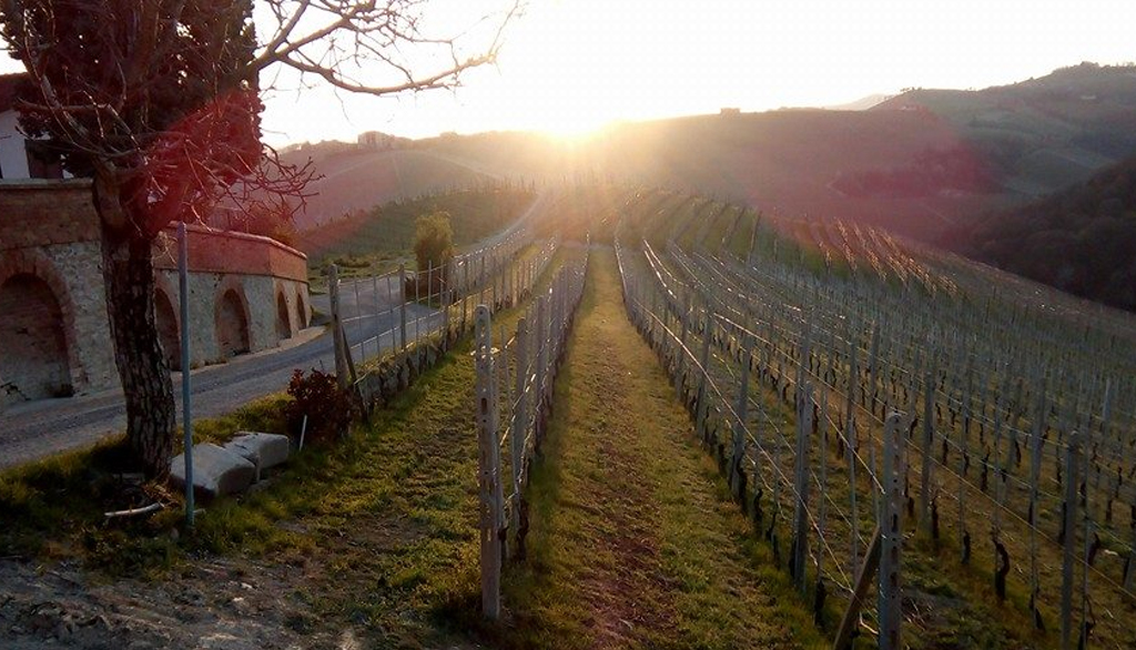 Le Coste di Monforte e Ginestra, cru di Barolo della cantina piemontese Diego Conterno