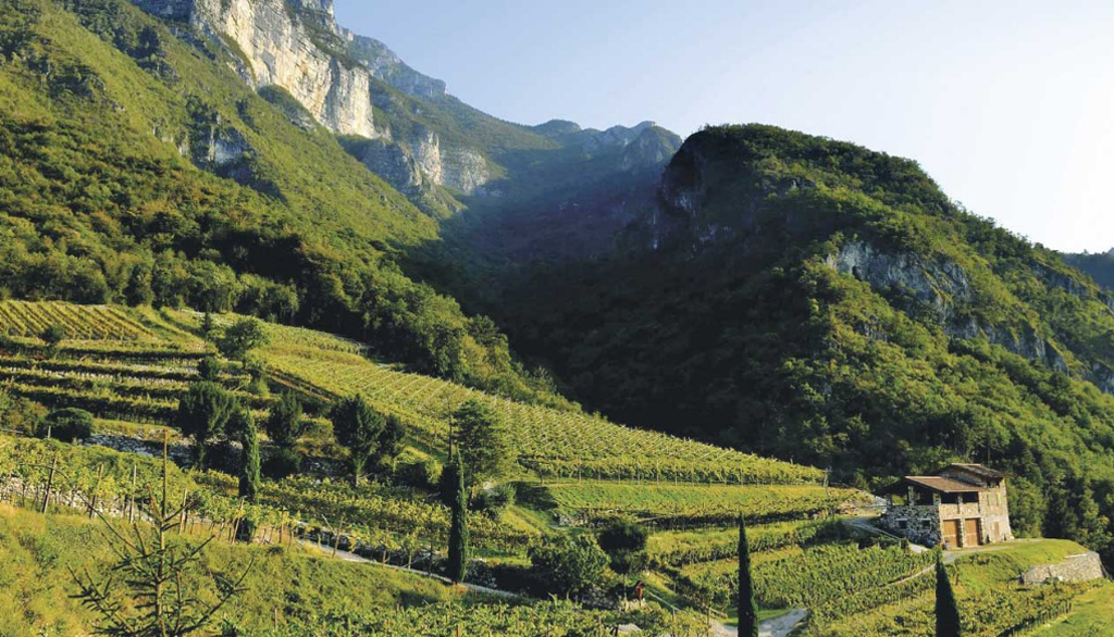 I vini del Monte Baldo di Albino Armani, alle radici di una cantina secolare