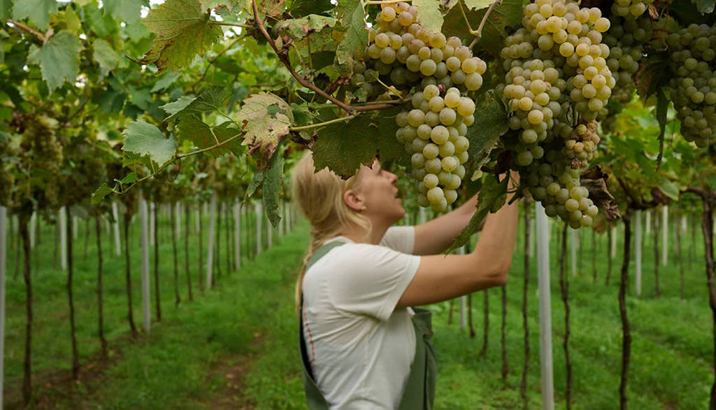Diletta Tonello, vini biologici dai Monti Lessini in Veneto tra eclettismo e rigore vulcanico