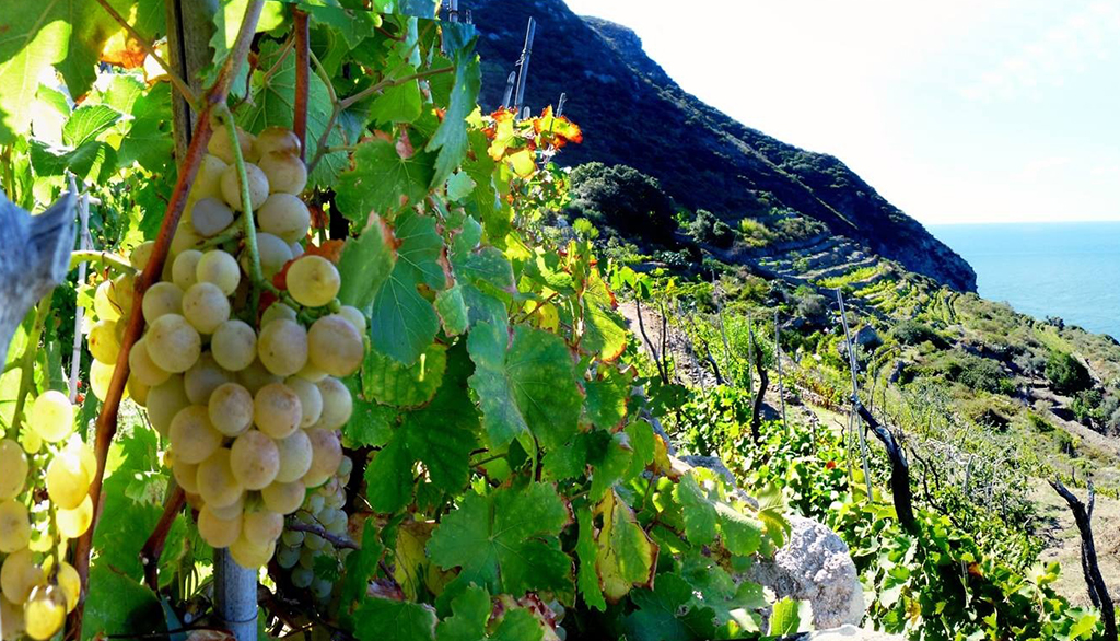 Antiche Cantine Migliaccio, vini dalla magia millenaria incontaminata dell’Isola di Ponza