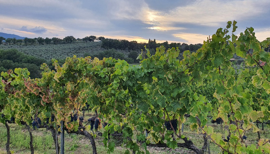 I vini di Cantina Cocco di Montefalco (PG), da antica tradizione familiare nel cuore dell’Umbria
