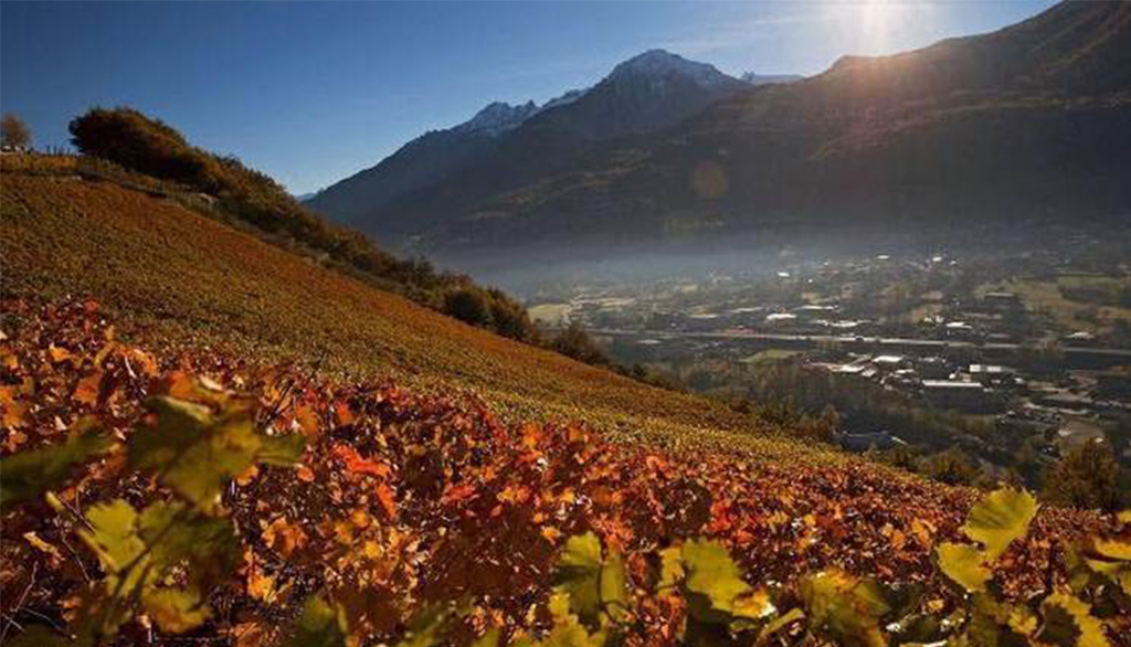 Lo Triolet, vini alpini espressione autentica dell’alta Valle d’Aosta