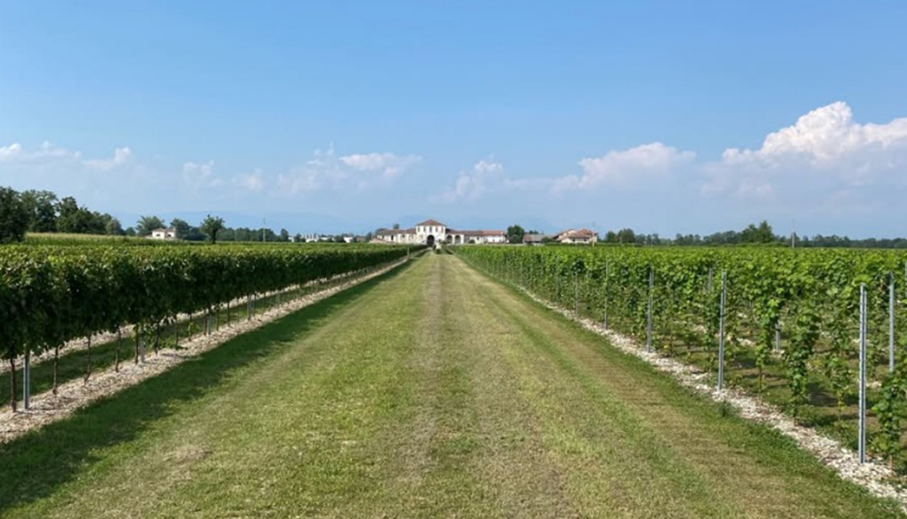 Tenuta Pinni, bianchi territoriali del Friuli Occidentale da una tradizione secolare