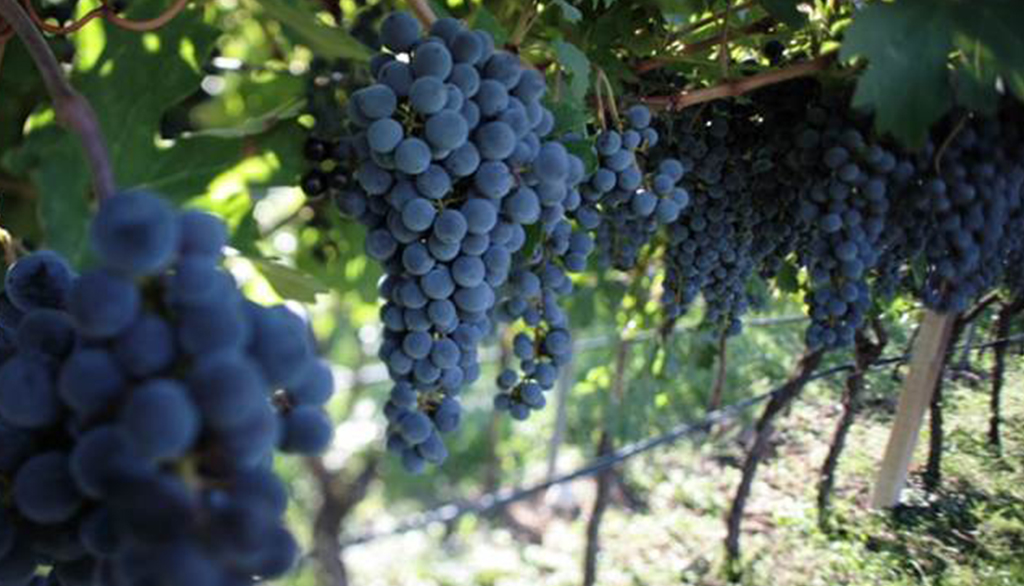 I vini del Trentino di Claudia Augusta, ispirati agli scambi culturali di un’antica via Romana