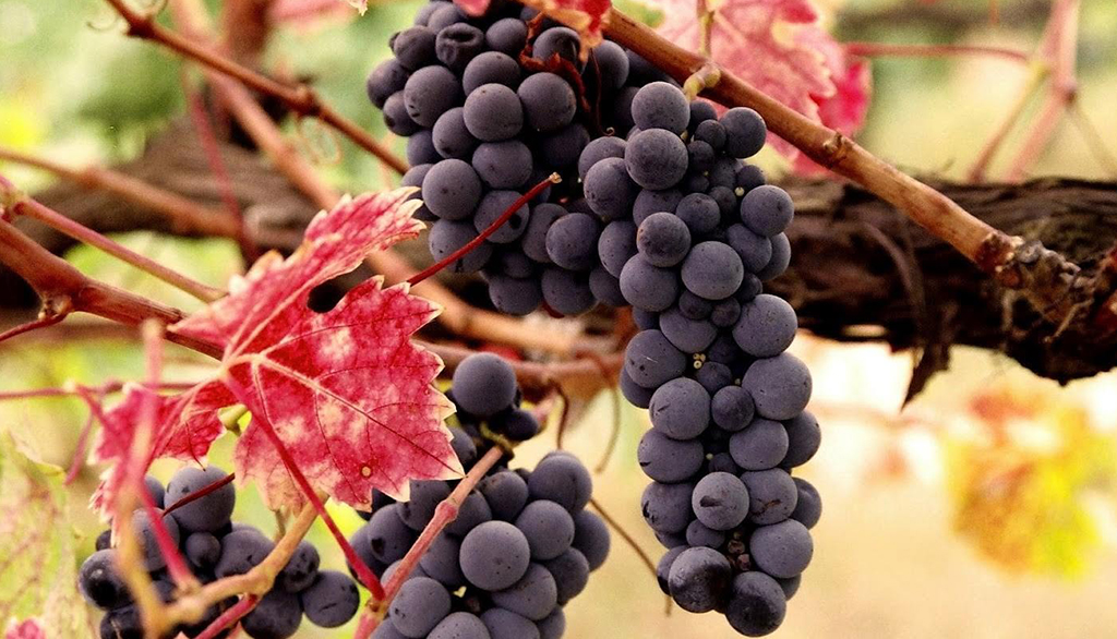 Malesia di Tradita, vino rosso del Kosovo da decenni di tradizione familiare