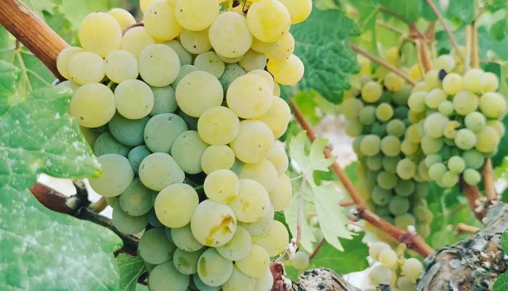 Promara, da rara uva bianca autoctona dell’isola di Cipro vinificata da Vouni Panayia
